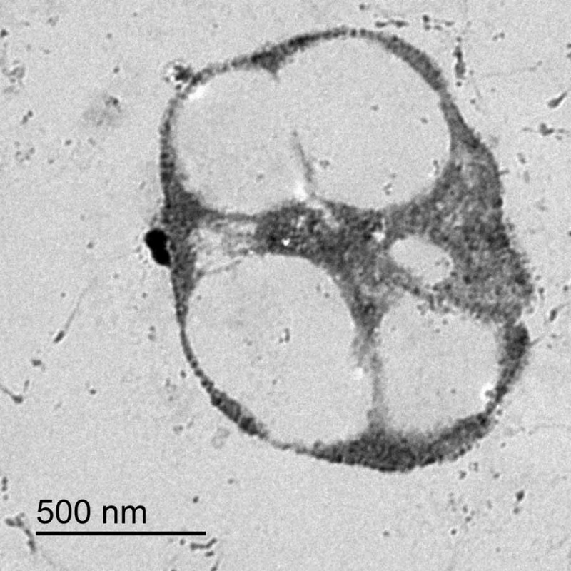 Celula-de-haloferax