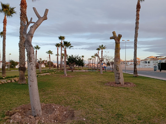 24 DE LOS ÁRBOLES QUE RODEAN EL PARQUE DE LAS NACIONES HAN SIDO TRASPLANTADOS JUNTO A LA VÍA VERDE 2