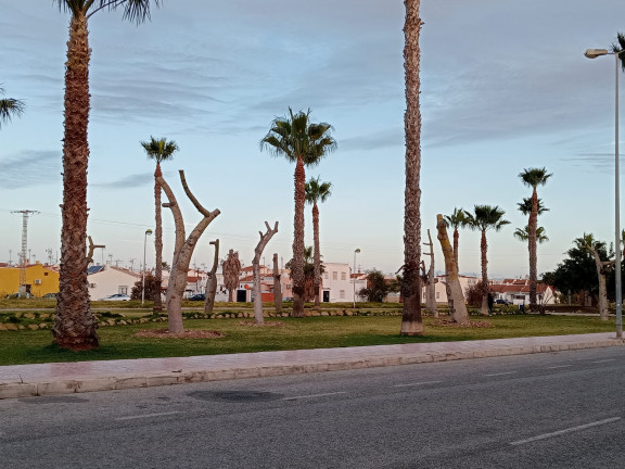 24 DE LOS ÁRBOLES QUE RODEAN EL PARQUE DE LAS NACIONES HAN SIDO TRASPLANTADOS JUNTO A LA VÍA VERDE 6