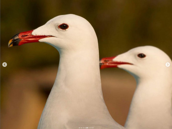 gaviota 1